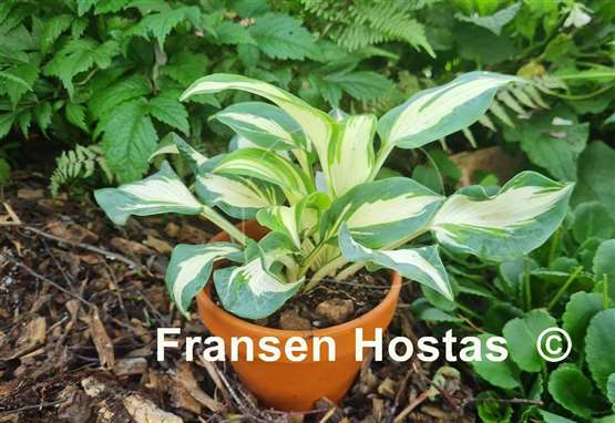 Hosta Hans